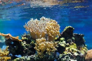 coral reefs