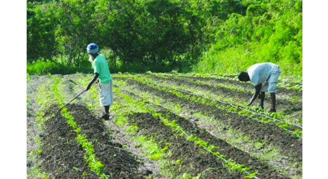 Allow the farm workers to return home