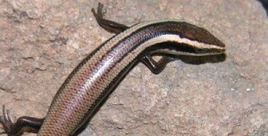 Lizard