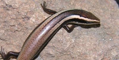 Rare Caribbean lizards near extinction