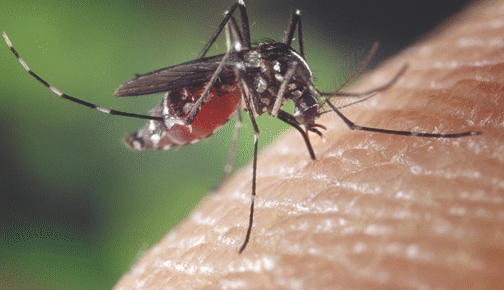 Dengue infections rising in Caribbean and Americas as world heats up