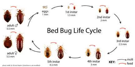 Fighting the bed bug invasion