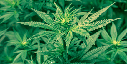 Belize gives nod to amendment of marijuana-related legislation