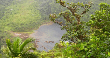 Eastern Caribbean flora at risk