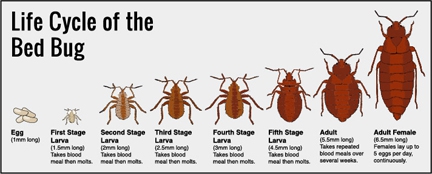The growing problem of bed bugs