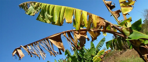 OECS says Fungus threatens banana and plantain trees