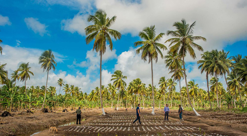 Coconut company to list on Guyana Stock Exchange
