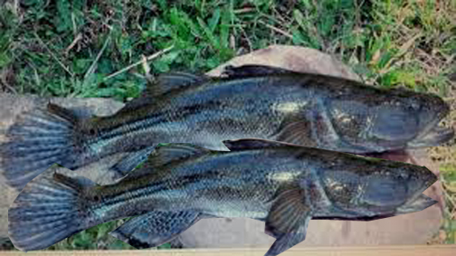 Hurricane no problem for Caribbean fish