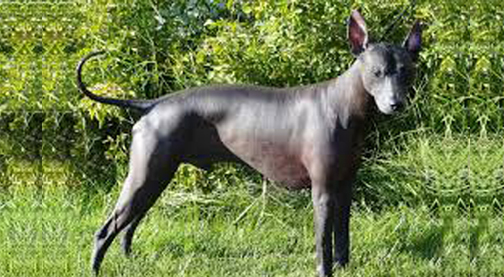 Peruvian hairless dogs reclaim their heritage