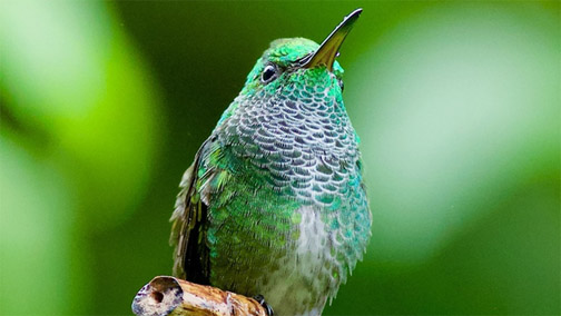 New Hummingbird species found in T&T