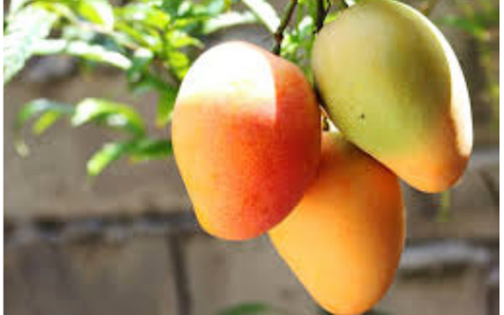 Nevis Mango Festival and Culturama