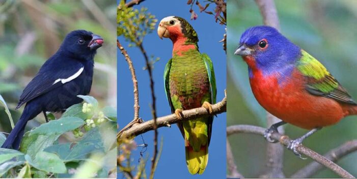 Alarming escalation of illegal bird trafficking in Cuba