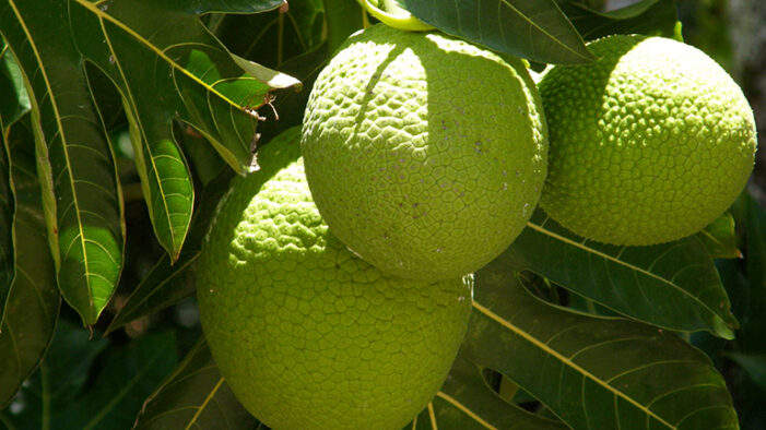Anglican Church promotes St Lucia Breadfruit Festival