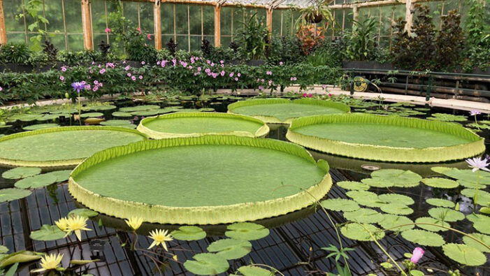 New giant water lily species discovered in Bolivia