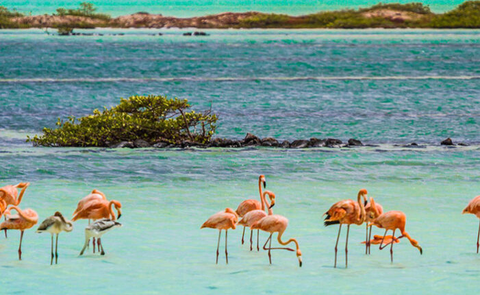 Bonaire designated as a culinary capital