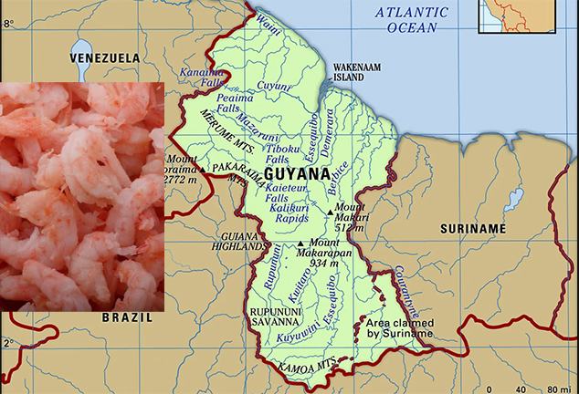 Guyana is the leading exporter of seabob shrimp globally
