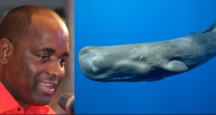 Dominica set to protect sperm whales