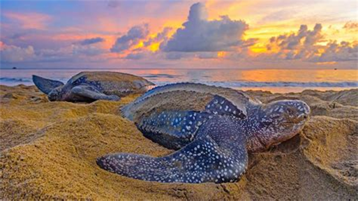 Turtle Nesting Site Ravaged in Tobago, EMA Seeks Public’s Aid