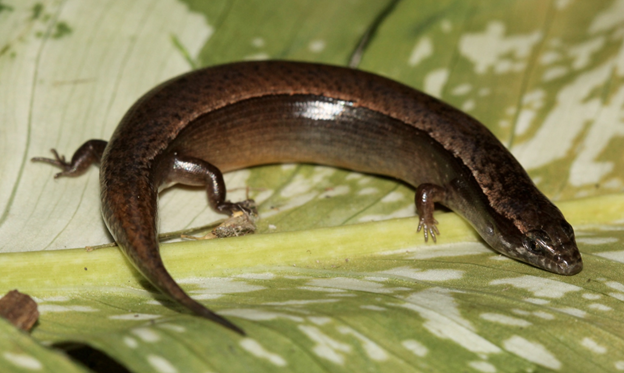 Scotland Returns 170-year-old Lizard Fossil to Jamaica
